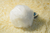 Plug Anal Pequeno Em Aço Inoxídável Com Pompom 8,2x3,4 Cm Sexy Import - comprar online