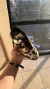 Inspiração Adidas Cow Print - loja online