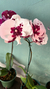 Orquidea Phalaenopsis