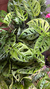 monstera obliqua