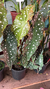Begonia Maculata