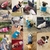 roupas quentes para cães pequenos casacos - Pitbulltoptv