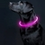 coleira de cachorro brilhante na internet