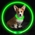 coleira de cachorro brilhante na internet