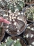 Gymnocalycium roxo - loja online