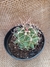 Thelocactus Rinconensis pote 11