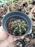 Gymnocalyciun pote 8
