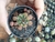gymnocalycion prolifero pote 6 - comprar online