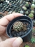 gymnocalycion prolifero pote 6 na internet