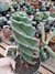 Cacto Parafuso pote 25 - comprar online