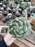 Cacto Parafuso pote 25