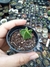 Astrophytum nudum pote 6 - comprar online
