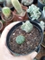 kit astrophytum +asteria