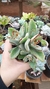 calanchoe orelha de gato