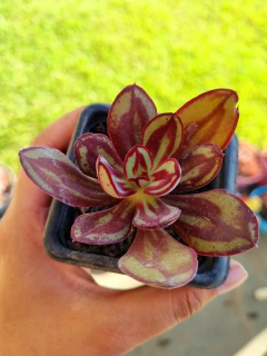 Echeveria Nodulosa Var. Painted Beauty