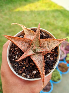Aloe Pink Blush