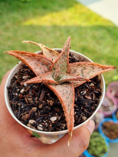 Aloe Pink Blush - comprar online