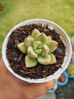 Echeveria Avocado Cream - comprar online