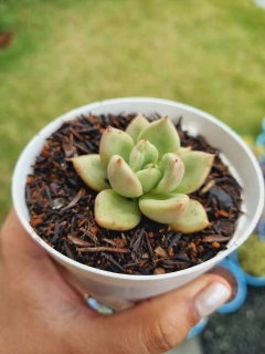 Echeveria Avocado Cream