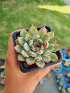 Echeveria Pink Line