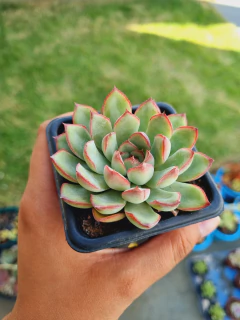 Echeveria Pink Line - comprar online