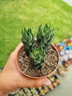 Haworthia Coarctata