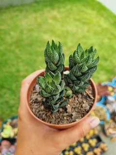 Haworthia Coarctata - comprar online
