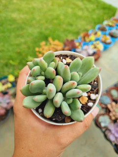Pachyphytum Dr. Cornélius