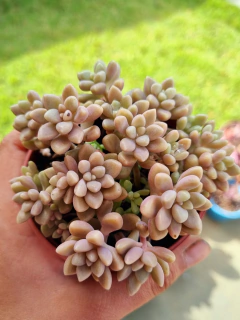 Graptopetalum Mirinae