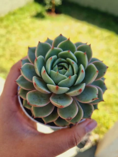 Echeveria Ben Badis