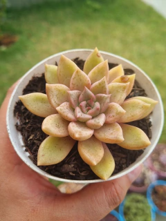Graptoveria Arijie