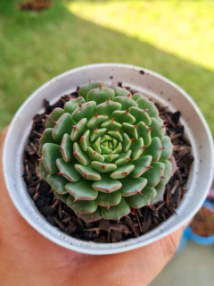 Echeveria minima "Miniouhikou"