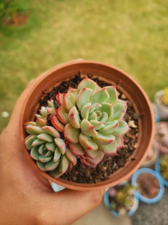 Echeveria Sitifukumiama (colônia)