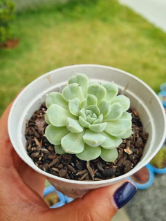 Echeveria Alba Mini - comprar online