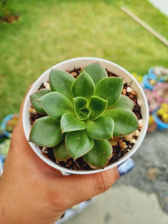 Echeveria Salsa Verde