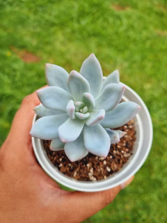 Pachyveria Powder Puff