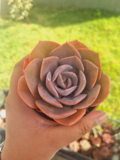 Echeveria Dusty Rose - comprar online