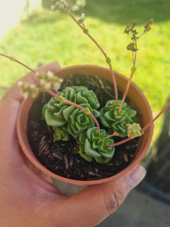 Crassula Suzannae - comprar online