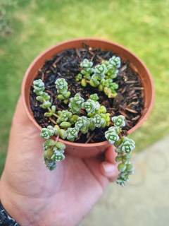Crassula Corallina - comprar online
