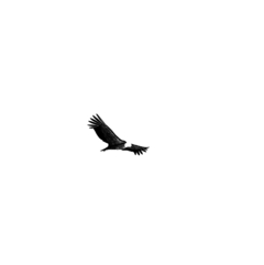 Banner da categoria Animais