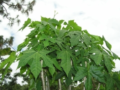 Chaya