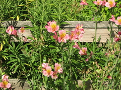 Lirio Inca | Alstroemeria - comprar en línea