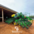 Plantadeira John Deere DB Exactemerge