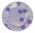 Plato Playo "Hexa" De Melamina Decorada Redondo N25 - FIRST CONCEPT INTERNACIONAL SRL