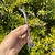 BOMBILLA PICO DE LORO MINI (16cm) - comprar online