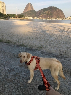 Peitoral com Velcro - coleiras.com.br