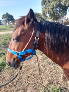 Cabresto de Cavalo com Velcro na internet