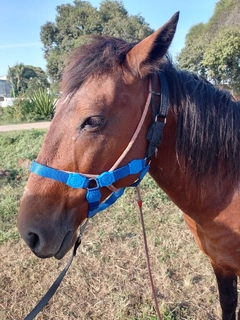 Cabresto de Cavalo com Velcro - comprar online
