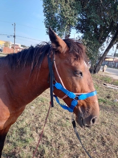 Cabresto de Cavalo com Velcro - coleiras.com.br