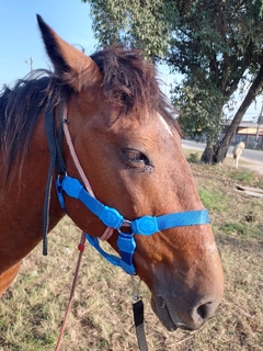 Cabresto de Cavalo com Velcro